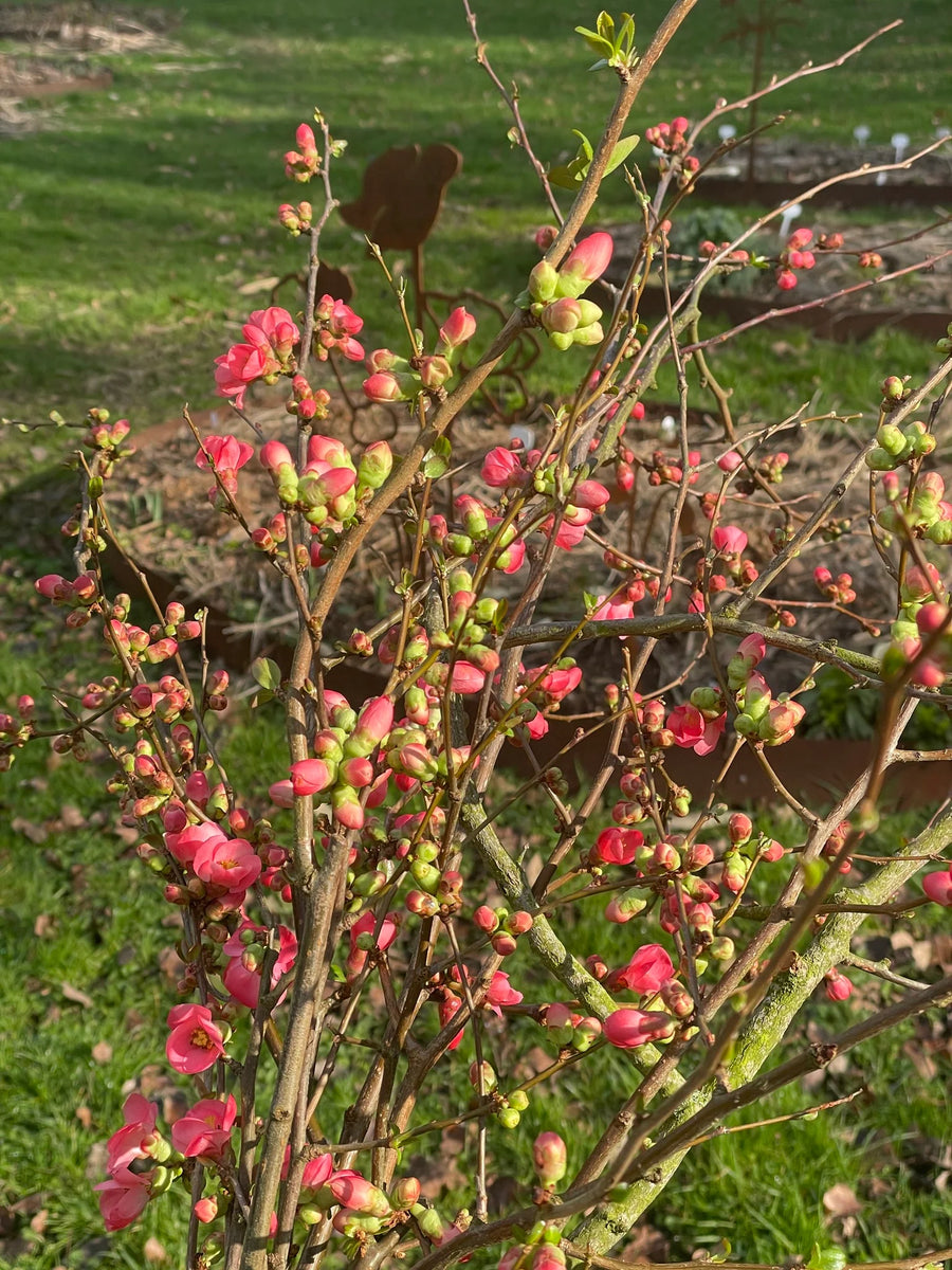 Cortenstaal & Bloemen — stoer en zacht in één beeld