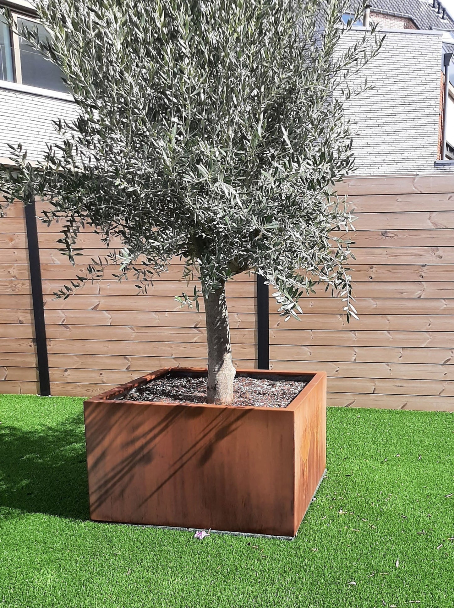 Olijfboom in stoere plantenbak