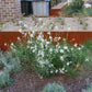 Plantenbak met bloemen in perk