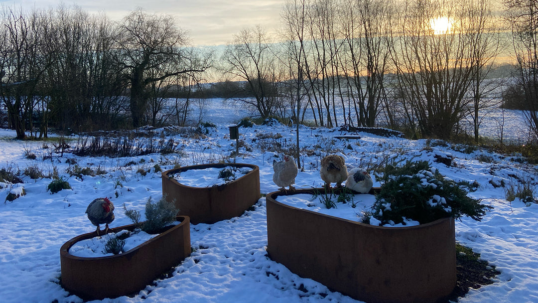 Organisch gevormde cortenstaal plantenbak in wintertuin met sneeuw en kippen – ORÉA collectie